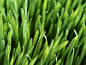 绿色-green