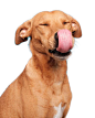 狗 (5)
