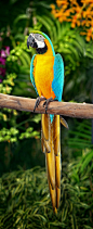 Blue-and-yellow Macaw (Ara ararauna) at Jurong Bird Park: This Macaw breeds in forest (especially varzea, but also in open sections of Terra Firme) and woodland of tropical South America from Trinidad and Venezuela south to Peru, Brazil, Bolivia, and Para