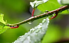 好看的绿色植物壁纸