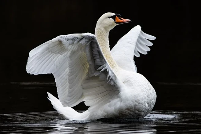 Swan, Bird, Feathers...