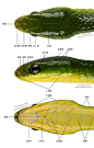 一个蛇类头部鳞被名称的简单参考 ​​​​