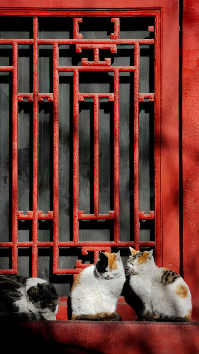 故宫里的猫