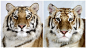 迷人的稀有孟加拉虎的特写肖像 | 美国南卡罗来纳州稀有物种研究所（TIGERS）的创始人，外来动物训练师 Dr. Bhagavan Antle
