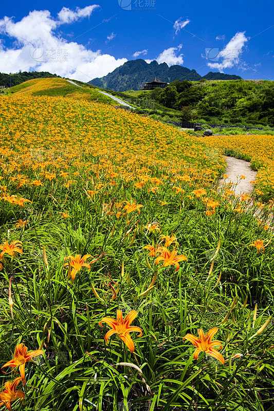 花园里的黄花菜