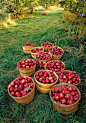 I want a small fruit orchard on my farm :)