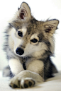 Alaskan Klee Kai (miniature Siberian Husky)