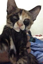 网友家的三花猫，猫妈妈生它时，是不是太随意泼墨了...by/FB/ Pebbles Flinstone ​​​​