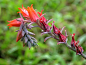 景天科拟石莲花属石莲花（Echeveria lilacina）别名宝石花