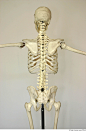 Skeleton_0095