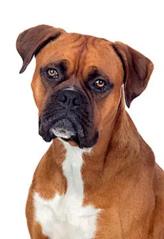 点击来源直接获取大图文件 |Beautiful Boxer dog