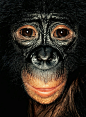 James和猩猩們 - 人文摄影 - CNU视觉联盟