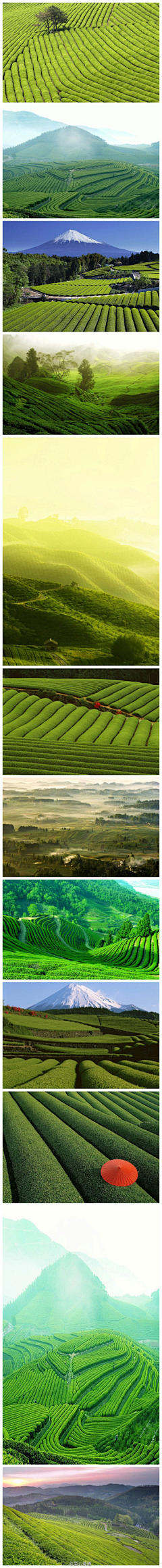 铅笔和橡皮才最搭采集到茶园