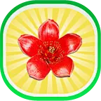 木棉花图标