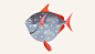 Californian Sea Creatures : A series of illustrations of Californian Sea Creatures for Zócalo Public Square