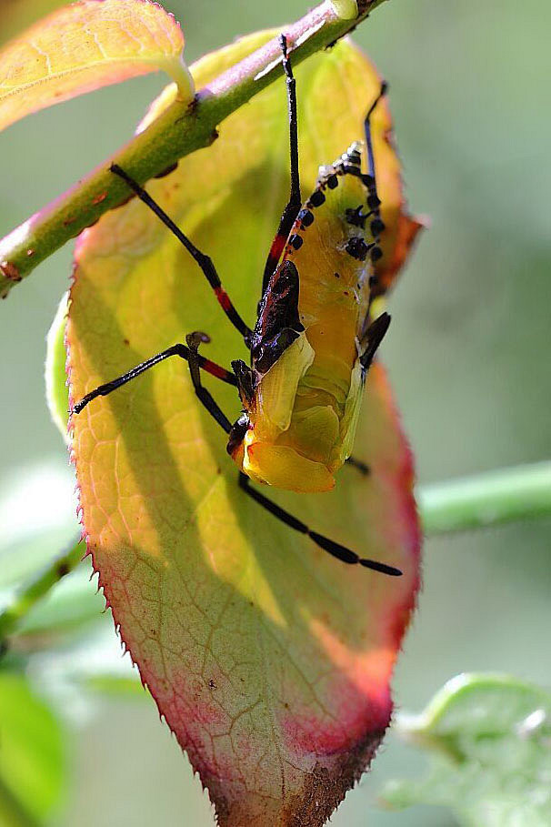 15:23:49半翅目·显角亚目·缘蝽科:钝肩普缘蝽自然与昆虫0719Д