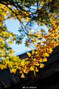 秋天的画卷
平铺简单
橘色的暖阳升
雾气消散
那是我常梦到的景

怎么拍都尽显秋日美好的西山大觉寺 ​​​​