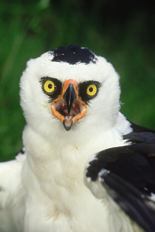 鹰形目鹰科黑白鹰雕属黑白鹰雕