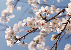 SAKURA祭采集到sakura