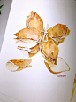 中药材-陈皮_SONSU松鼠__插画师作品_涂鸦王国gracg.com