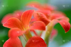 高凉菜属,自然美,红色,留白,天鹅绒,室内植物,复杂,完美,明亮,彩色图片