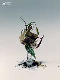 静物拍摄｜一场与She’s的蝴蝶游戏 - 小红书