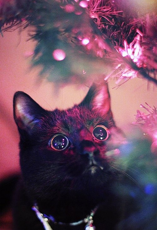 圣诞猫咪~
