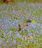 旅游：北海道浦臼町，浦臼神社内的蝦夷延胡索（东北延胡索）迎来最佳观赏期，这些蓝紫色的小花象征着北国的春天。虾夷栗鼠也开始在神社内四处觅食。花期将持续到5月中旬。
