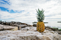 Pineapple, Beach, Tropical, Summer, Sea, Ocean, Fruit