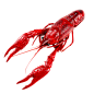 一只新鲜龙虾插图素材
