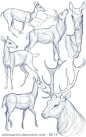 各种动物手绘动态参考-1【推荐课程】从零开始学插画O原画梦官网 ​​​​