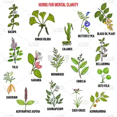 精神清晰的最佳草药