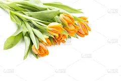 郁金香,橙色,白色背景,分离着色,贺卡,留白,水平画幅,无人,情人节,组物体
