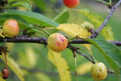 花瓣素材-动物图片采集到昆虫