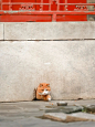 故宫的猫｜帕帕的一出好戏～ : 一个人戏好不好全靠眼神～帕帕的小表情太丰富了一只猫可以演一整部剧～ 帕帕比较怕人，从它的小眼神里能看得出，所以看猫要注意保持距离哦～不然他就会钻回洞里。   #故宫  #故宫拍照  #故宫的猫  #猫