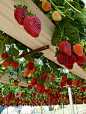Strawberry Gutter Garden - How To - Beautiful Home and Garden
