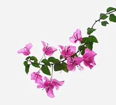 绿色植物玫红色三角梅png免抠素材_新图网 https://ixintu.com 绿色,植物,玫红色,三角梅,花卉,天然种植,手绘三角梅
