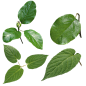 PNG 植物 自然 免抠素材 树叶 (44)