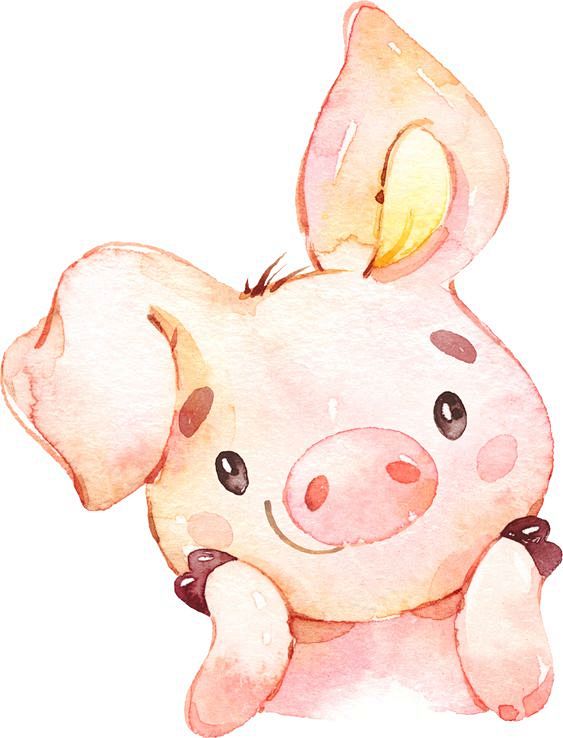 猪 水彩 可爱的猪