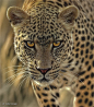 Leopard on the Prowl by Collin Bogle