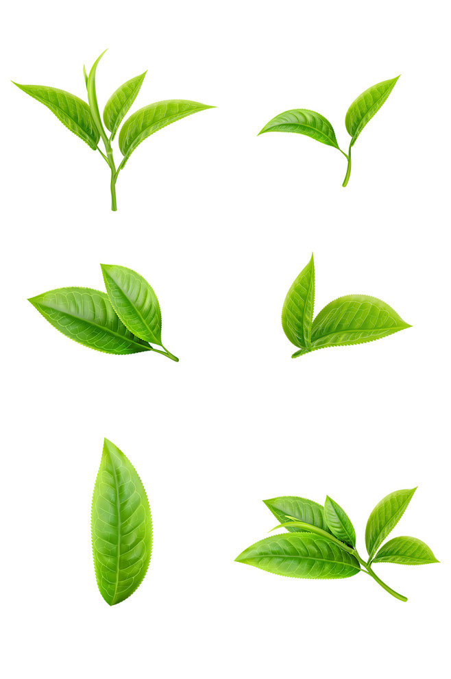 叶子素材