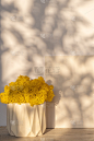 墙上背景的混凝土壶里的黄色苔藓。阴影图案，家居设计和极简主义。抽象的阴影