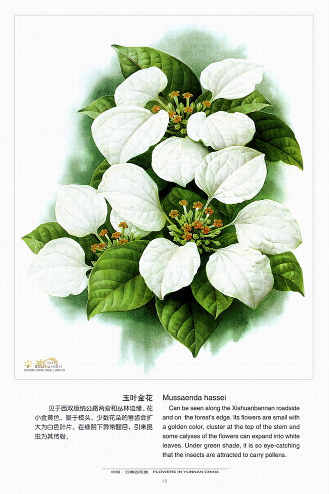 曾孝濂中国云南百花图