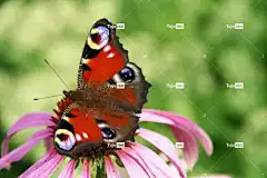 孔雀眼 蝴蝶 花卉背景 美丽的花朵 大自然 夏天 花 花壁纸