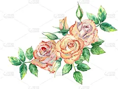 桃玫瑰，绿叶，开和闭的花。一束花用来制作贺卡或请柬。水彩插图