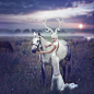 Photograph White deer by Margarita Kareva on 500px