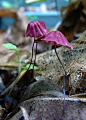 Marasmius pulcherripes by Erin Anderson