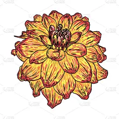 大丽花的头。植物古墨插图。手绘花和药草孤立在白色的背景。黑色和彩色花店元素。向量。