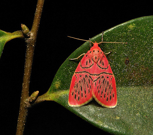 Footman Moth (Miltoc...