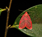 Footman Moth (Miltochrista sp., Lithosiini, Arctiinae, Erebidae)